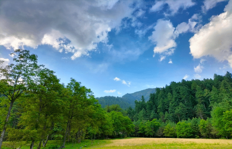 Mehran Forest Sharan Forest Travel Guide - Hello Salam Pakistan